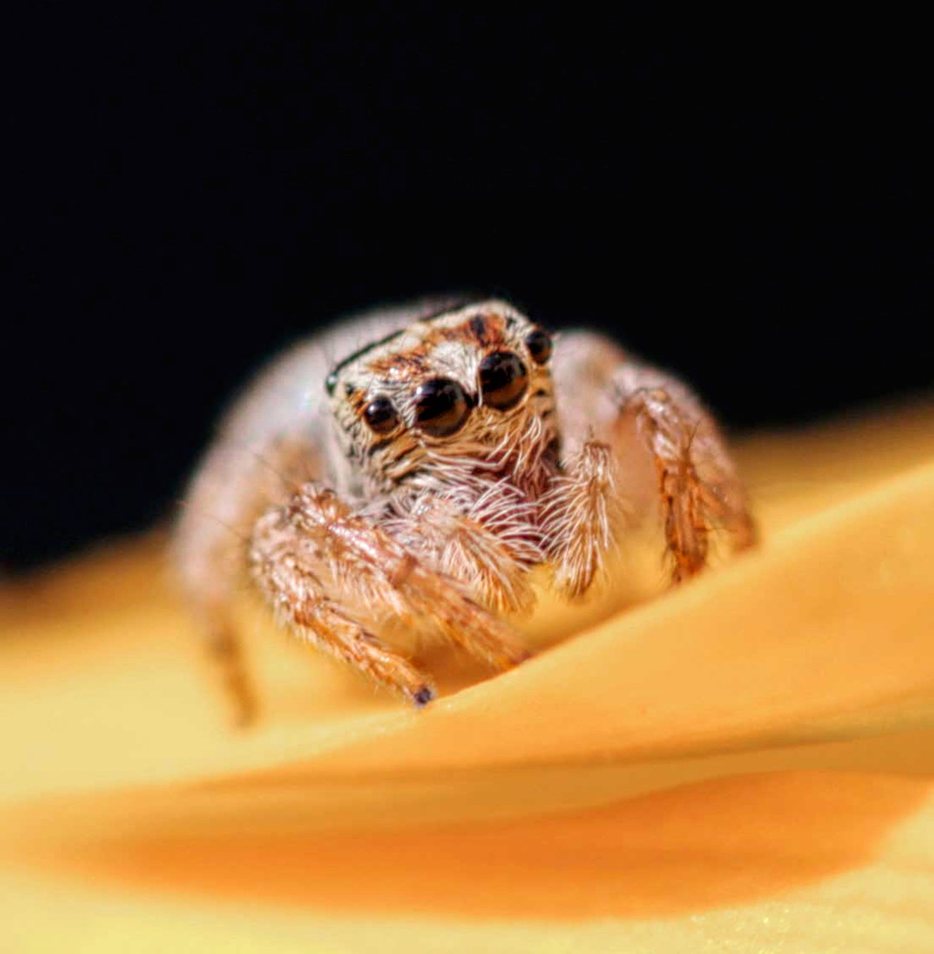 Паук-скакун