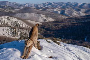 Российский фотограф стал лауреатом престижного фотоконкурса Wildlife Photographer of the Year