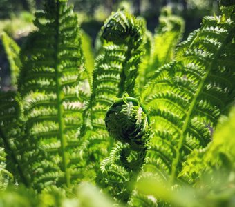 Пробуждение папоротника