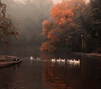 Гуси-лебеди