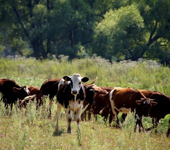 Любопытство