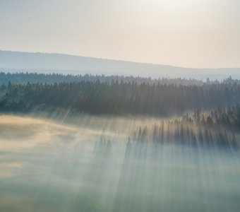 Тайга принимает солнечную ванну