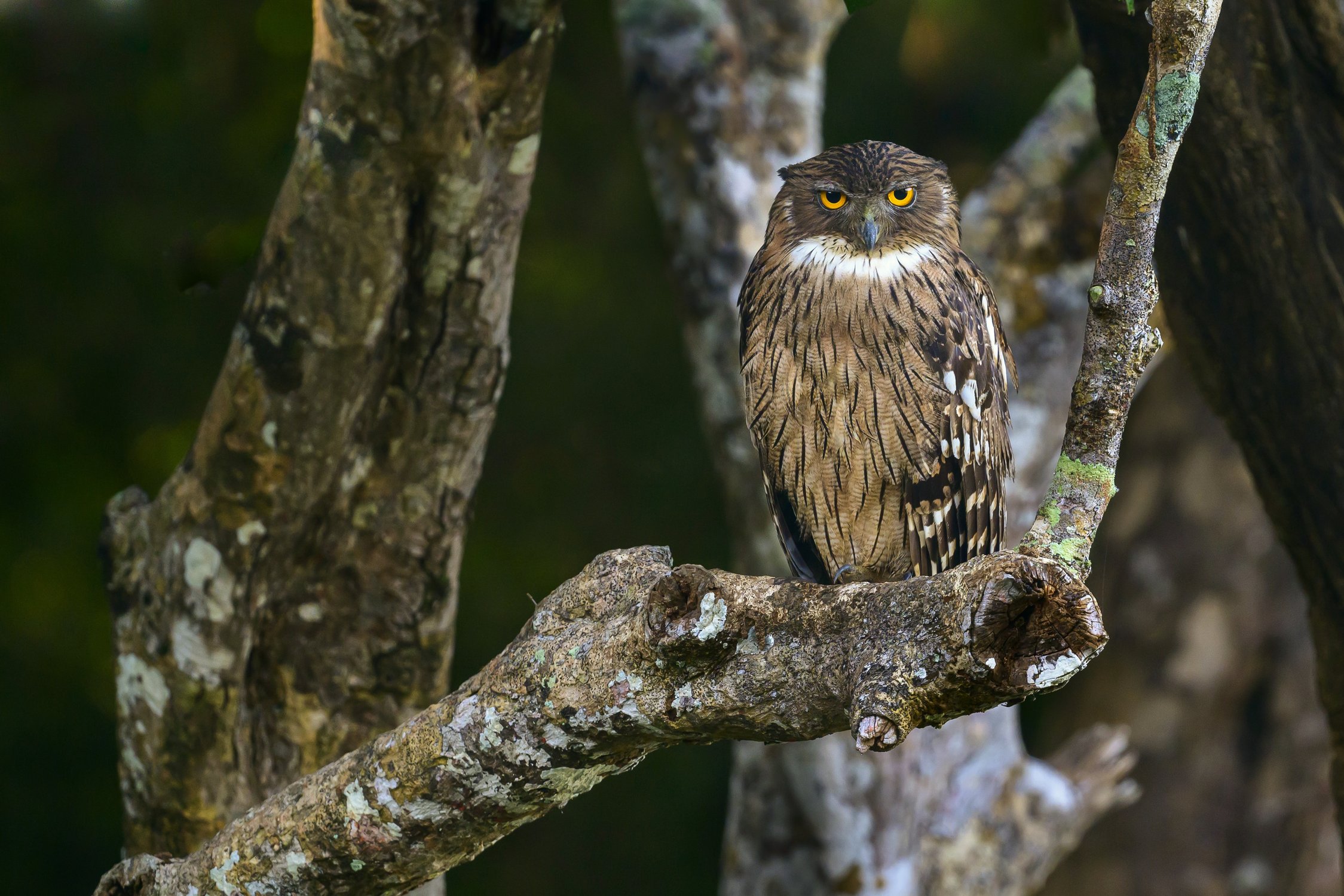 Бурый рыбный филин