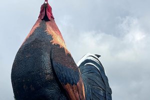 Отель-петух попал в Книгу рекордов Гиннесса