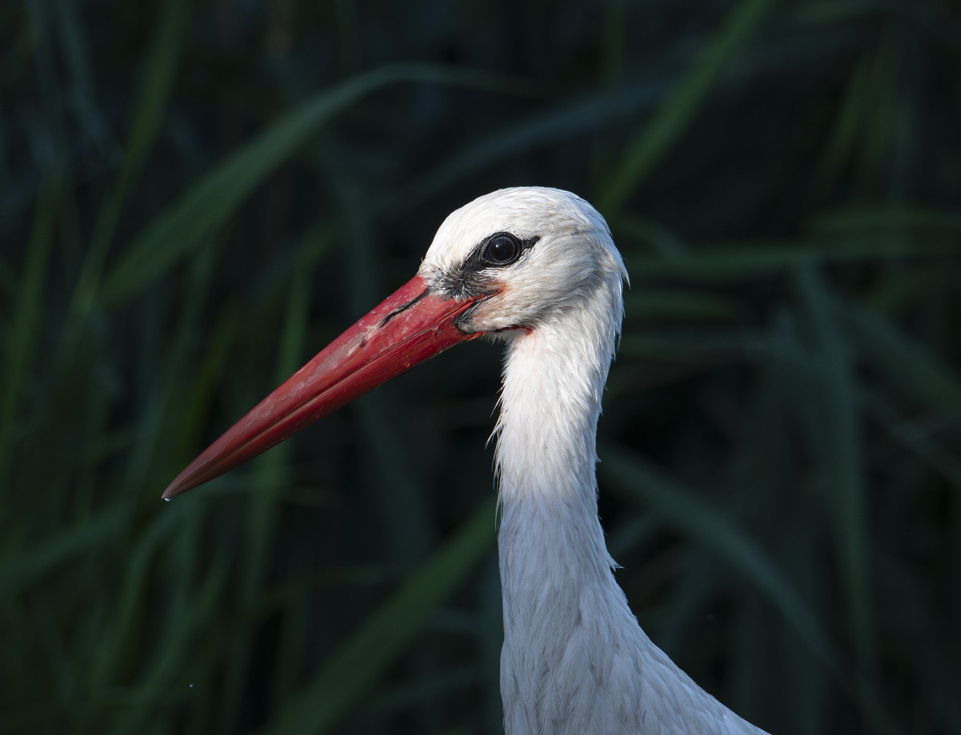 Портрет аиста