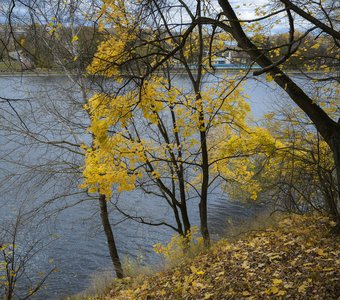 Над прудом склонённый