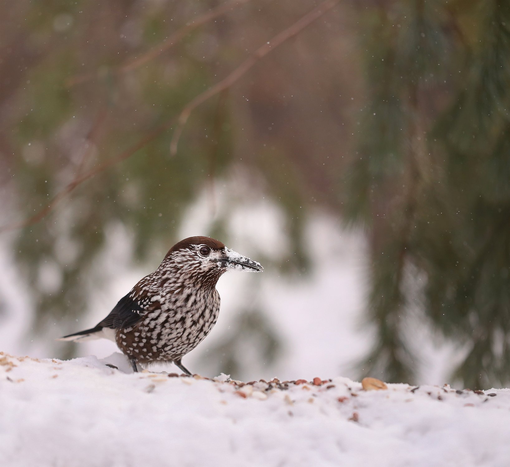 Снежный нос