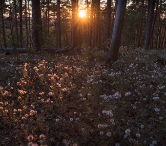 Лесные фонарики