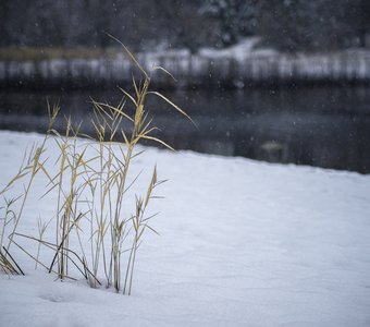 Тростинка на ветру качается