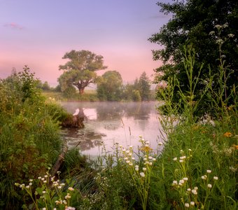 Розовый рассвет