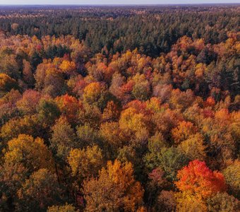 Осень в Мещёре