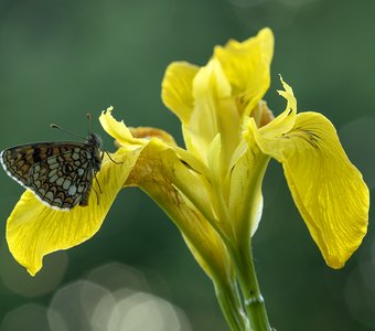 Шашечница Аталия