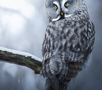 Бородатая неясыть (Strix nebulosa)