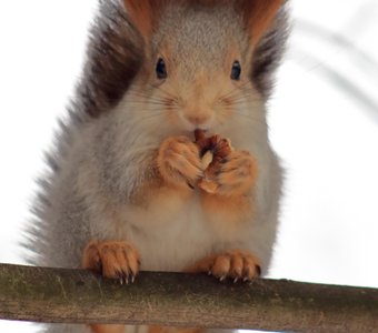 Белочка с орешком