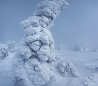 Молчаливый обитатель зимнего Таганая