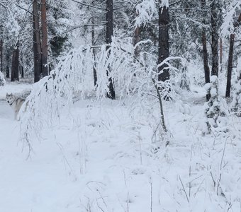 Первый снег