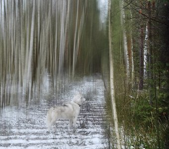 Зима пришла