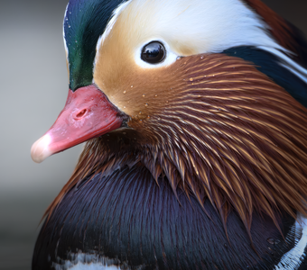 Мандаринка (Aix galericulata)