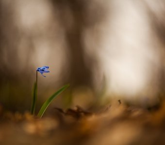 Купаясь в солнечных лучах