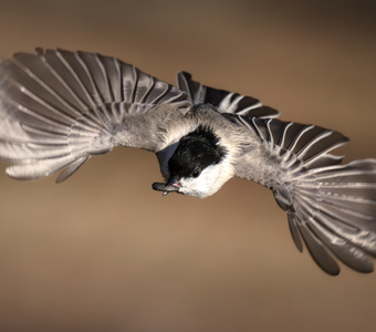 Буроголовая гаичка (Poecile montanus)