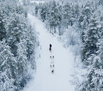 В сказочном лесу