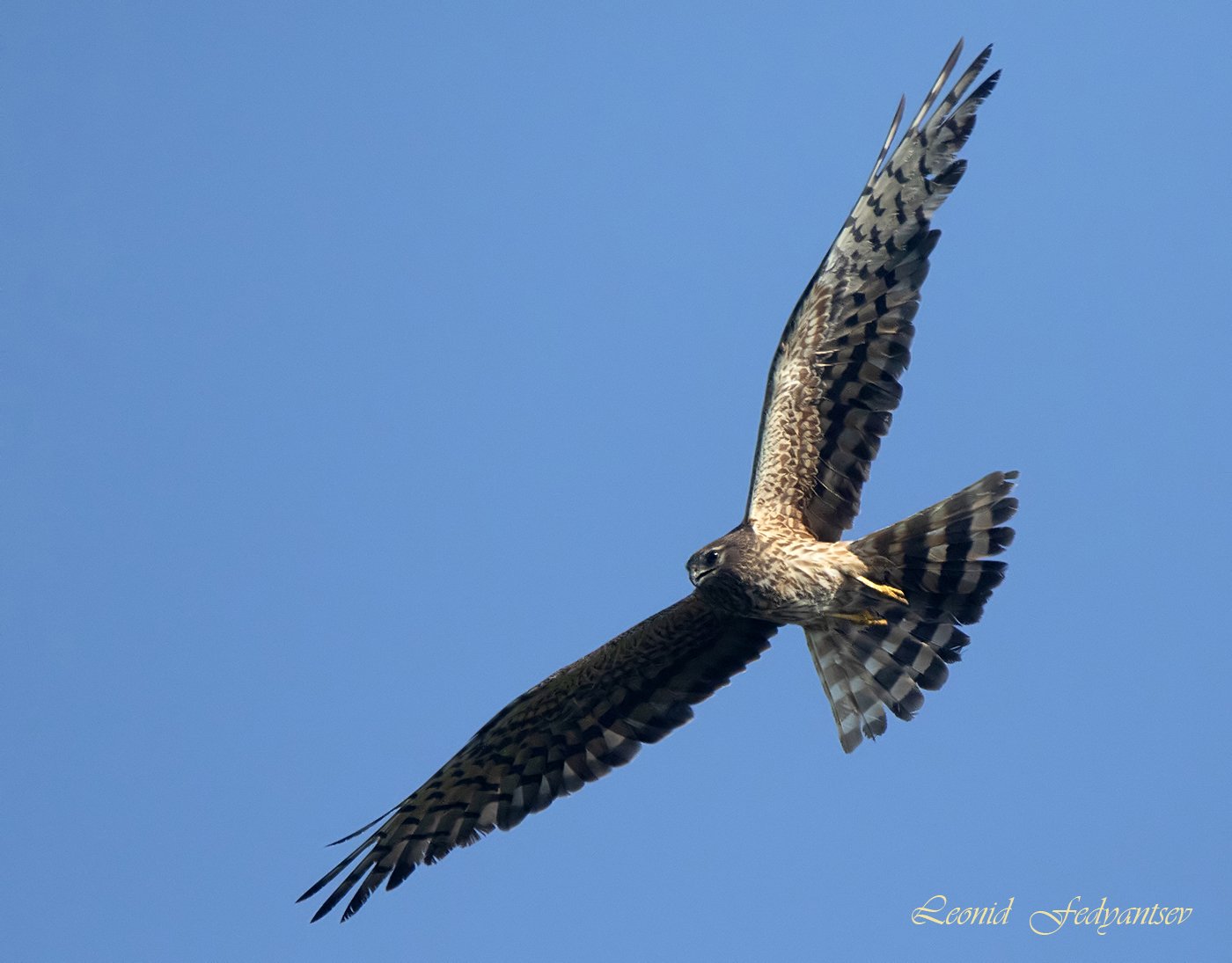 Луговая луниха