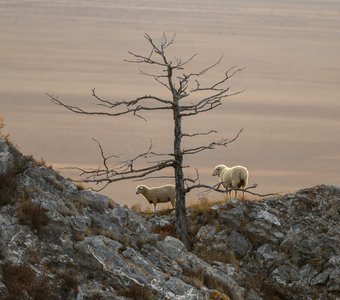 Альпинисты