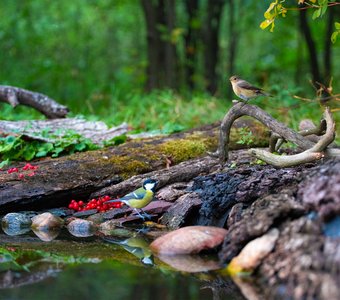 Лесные друзья