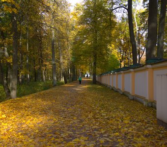 Аллея в Нижнем парке, город Петергоф