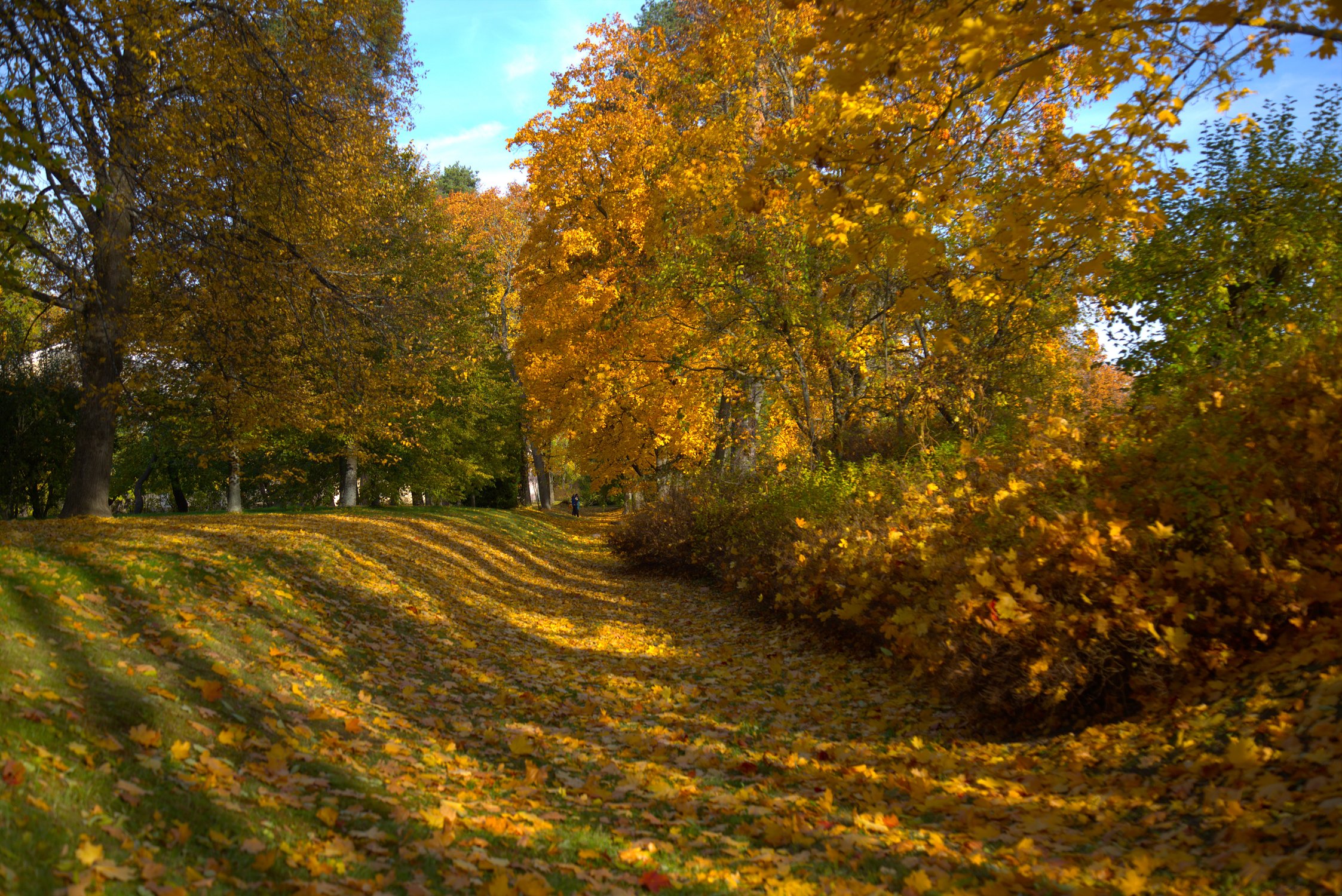 Осенний ковер в парке