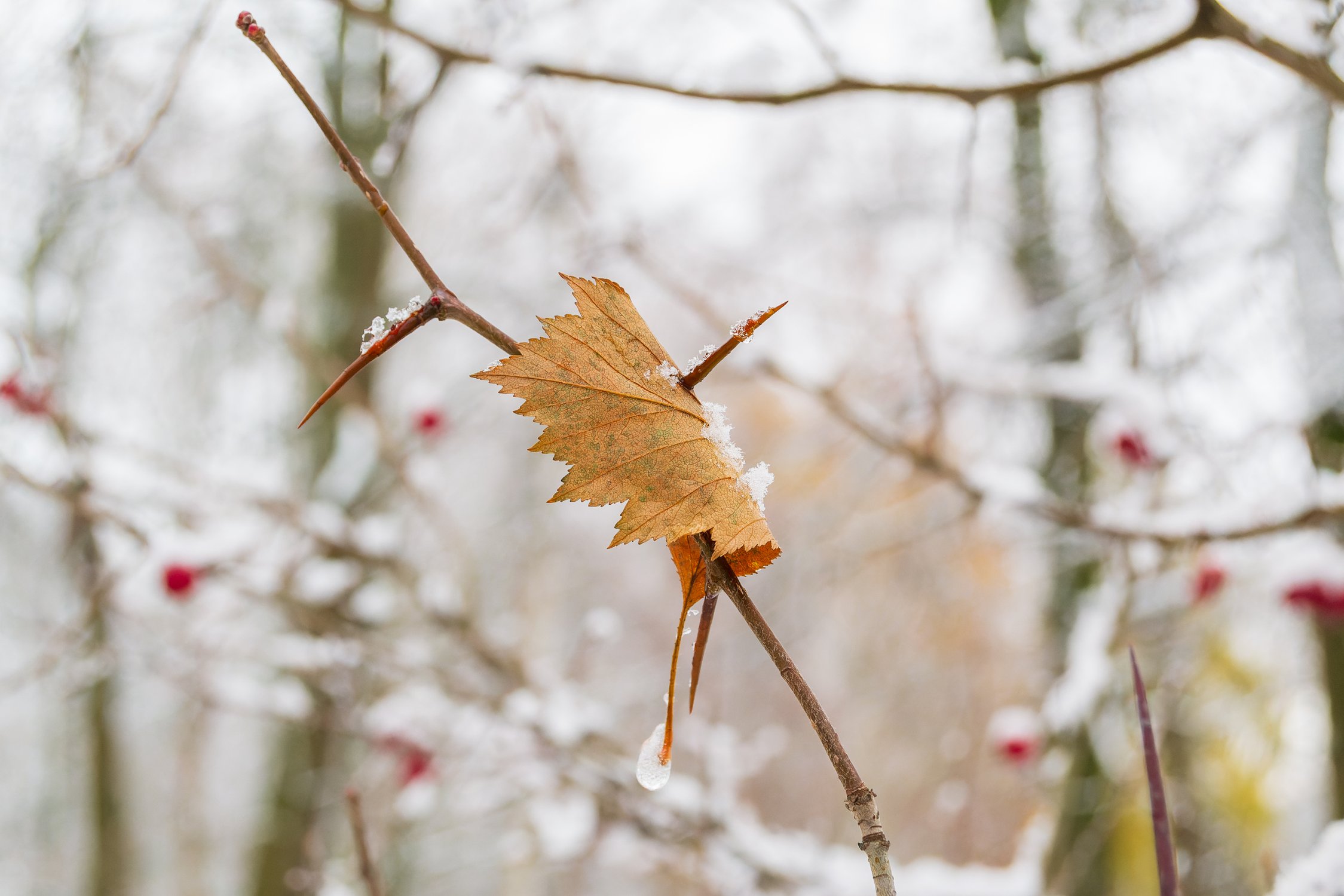 Листик на колючке боярышника
