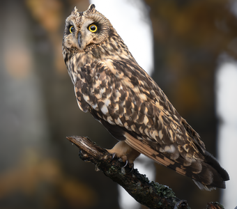 Болотная сова (Asio flammeus)