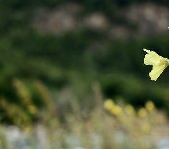 Вдали от обезумевшей толпы