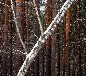 Зимний лес у Сосновоборска, Красноярский край