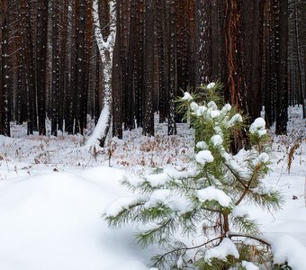 Зимний лес у Сосновоборска, Красноярский край