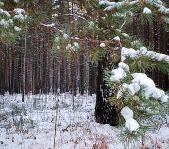 Зимний лес у Сосновоборска, Красноярский край