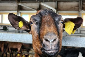 В России выбрали самую красивую козу