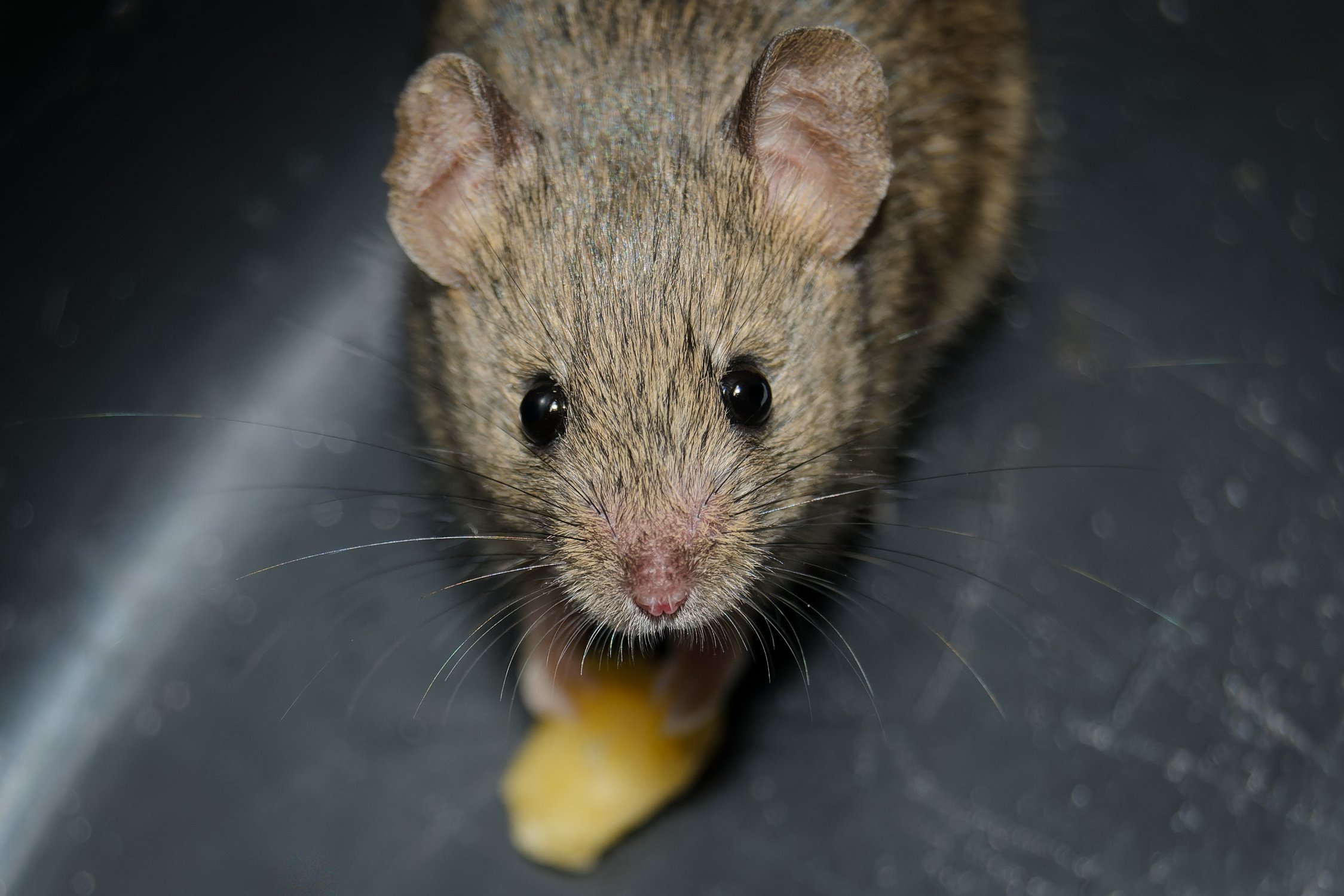 Портрет домовой мыши