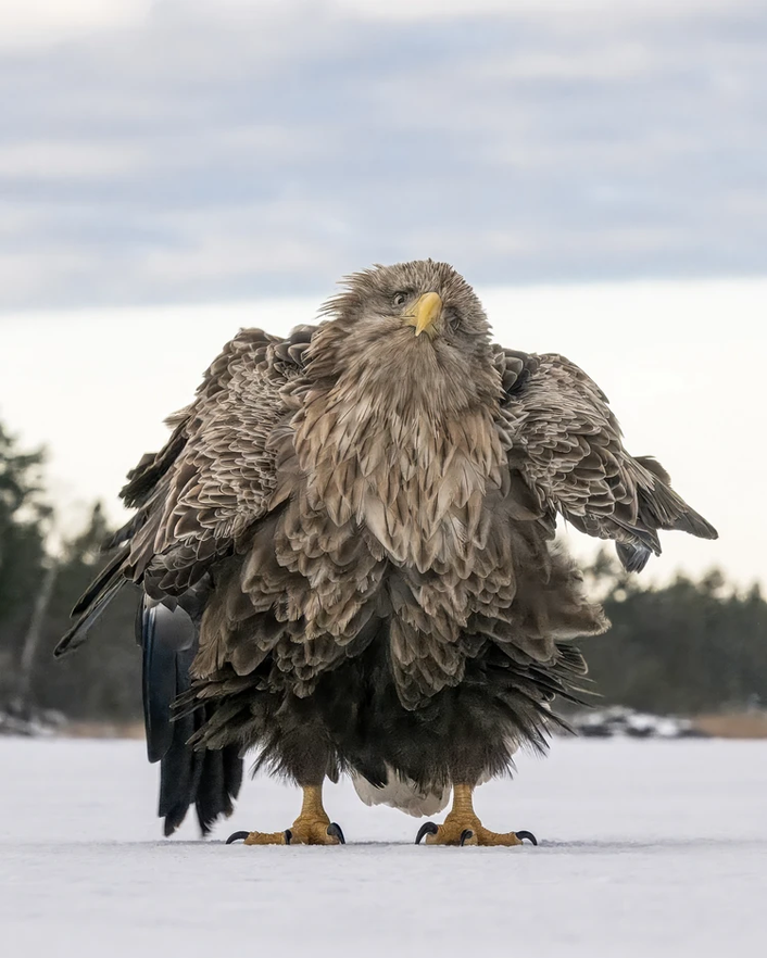 Фото: Тапани Линнанмяки (Финляндия) / The Comedy Wildlife Photography Awards