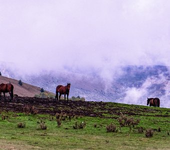Лошади на выпасе в горах
