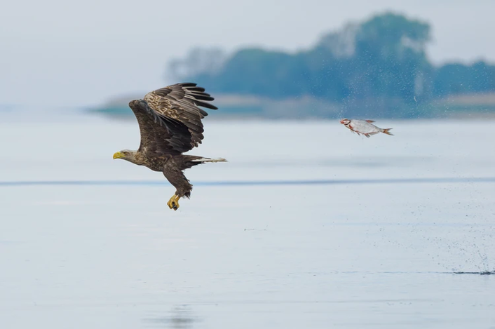 Фото: Пшемыслав Якубчик (Польша) / The Comedy Wildlife Photography Awards