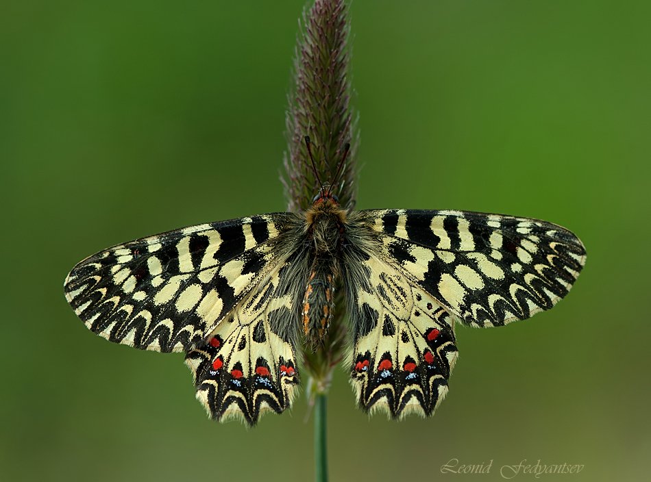 Редкая красавица