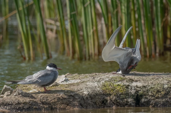 Фото: Дамьяна Петкова (Болгария) / The Comedy Wildlife Photography Awards