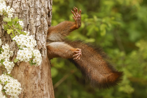 Уморительные звери: победители фотоконкурса Comedy Wildlife Awards в этом году