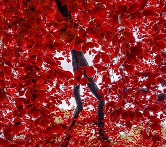 Узорный покров