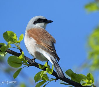 Взгляд Жулана