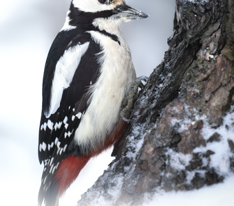 Большой пёстрый дятел (Dendrocopos major)