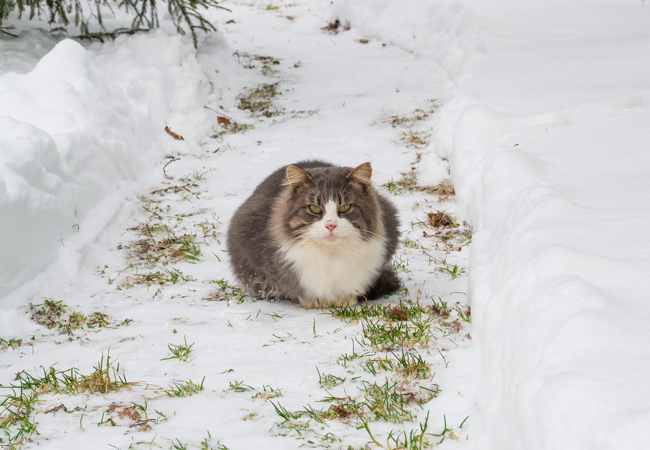 Монастырский кот Васька