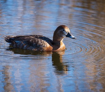 Красноголовый нырок (самка)
