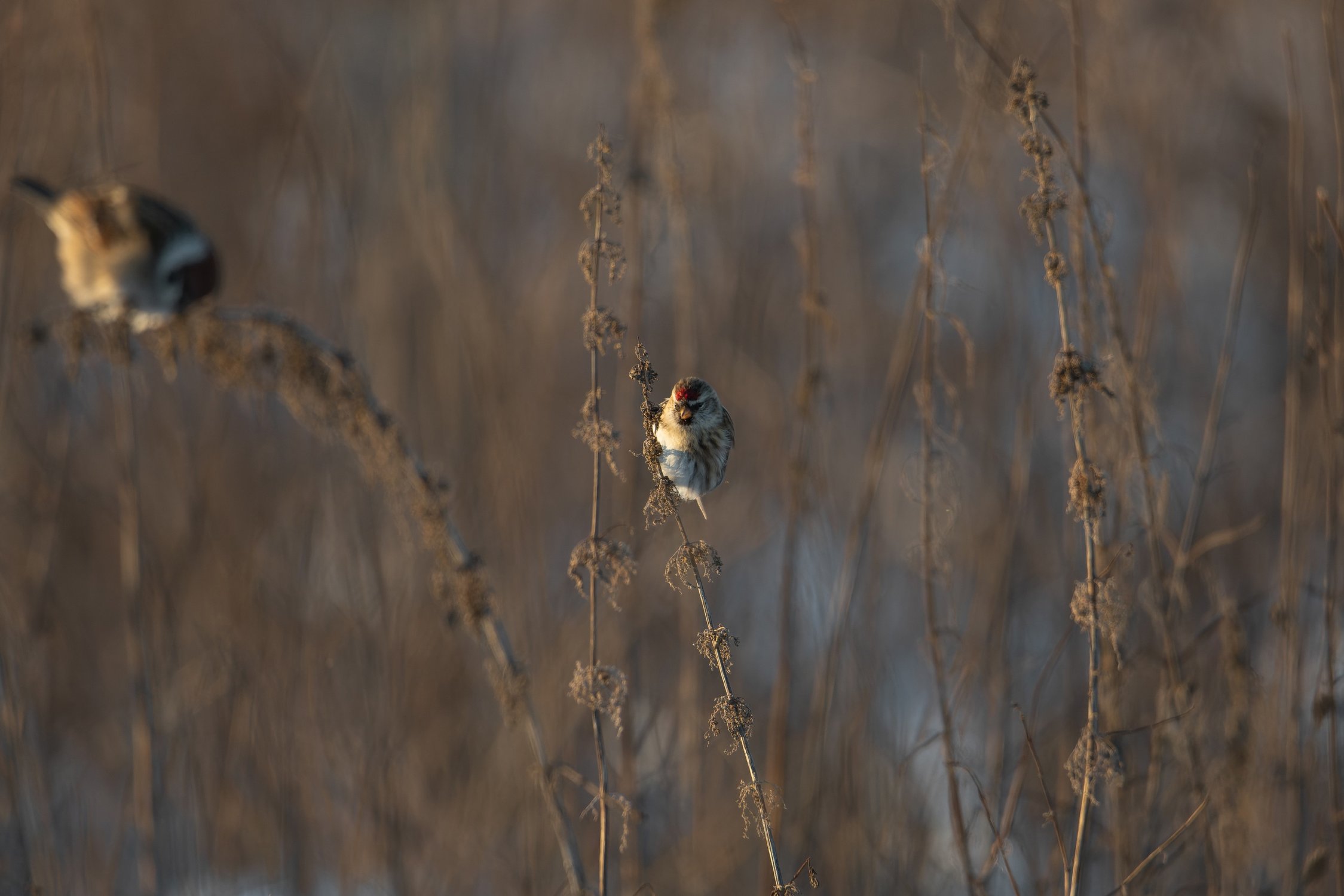 Обыкновенная чечётка завтракает семенами крапивы